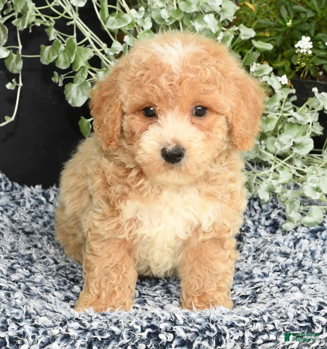 Bichpoo dogs for sale: Skipper - Ad 5