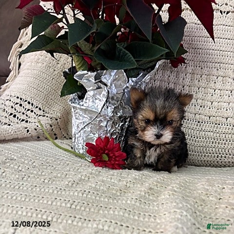 Yorkshire Terrier dogs Mitchy - Ad 18