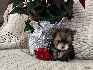 Yorkshire Terrier dogs Mitchy - Ad 10