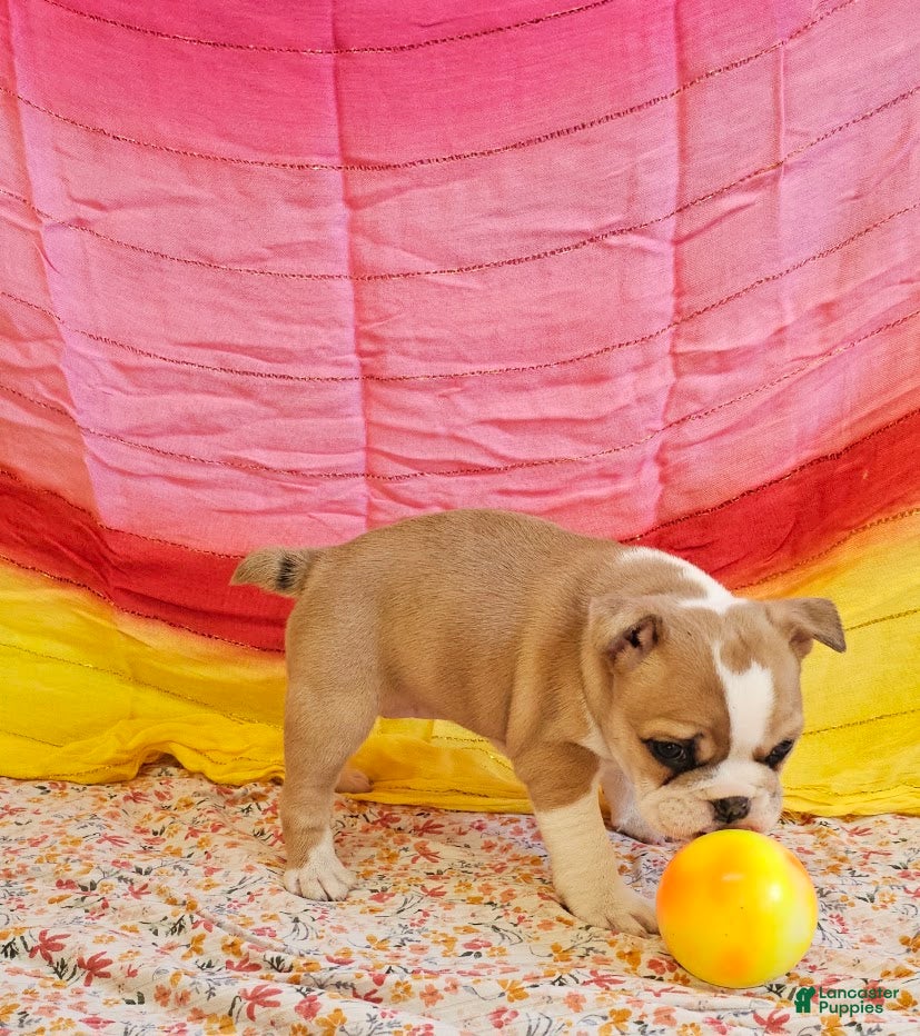 Mixed Breed dogs for sale: Gold Star Girl - Ad 2