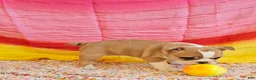 Mixed Breed dogs for sale: Gold Star Girl - Ad 2