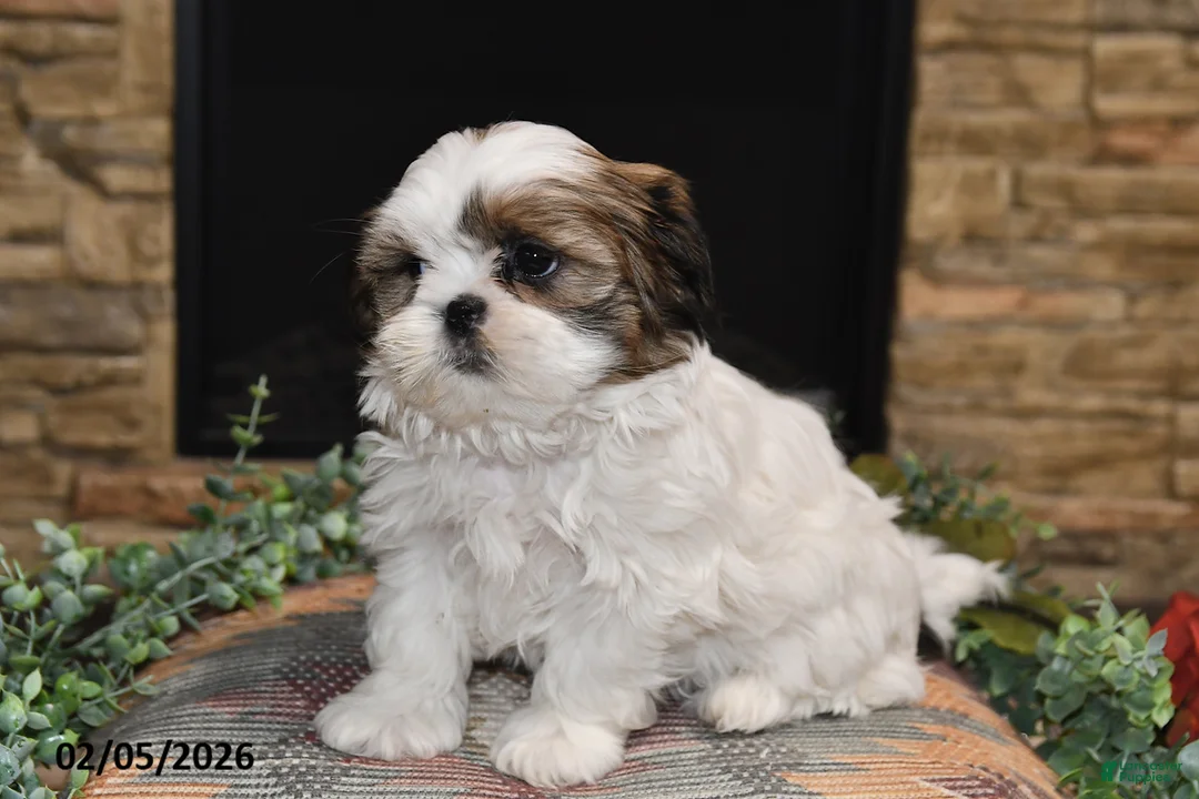 Shih Tzu dogs for sale: Tinker - Ad 2