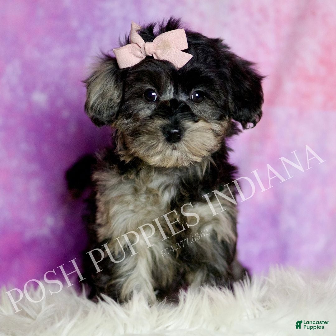 Mixed Breed dogs Star - Ad 6