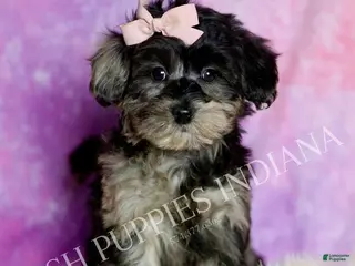 Mixed Breed dogs Star - Ad 6