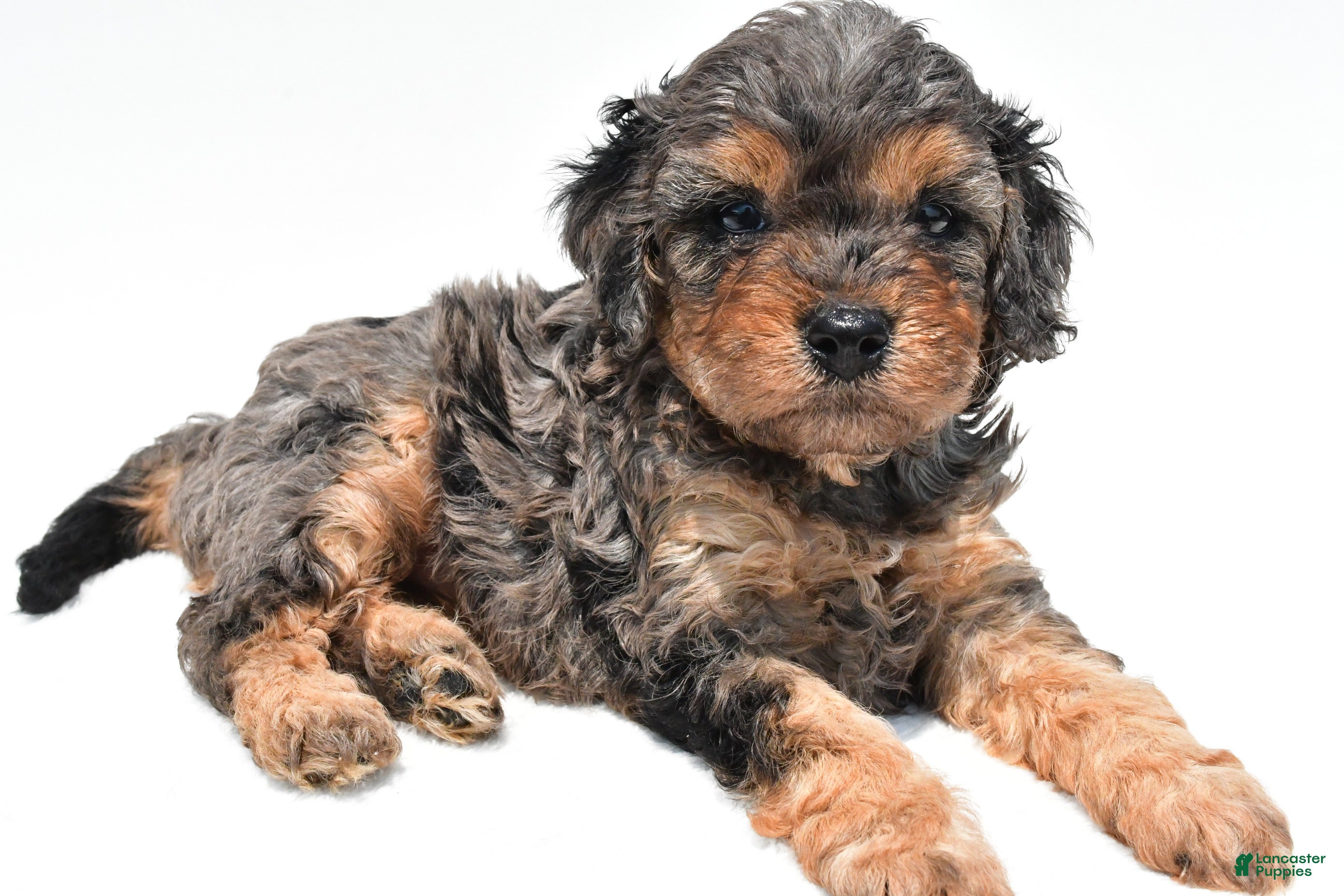 Cavapoo dogs Amber - Ad 1