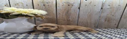 Cocker Spaniel dogs for sale: Scarlett - Ad 5