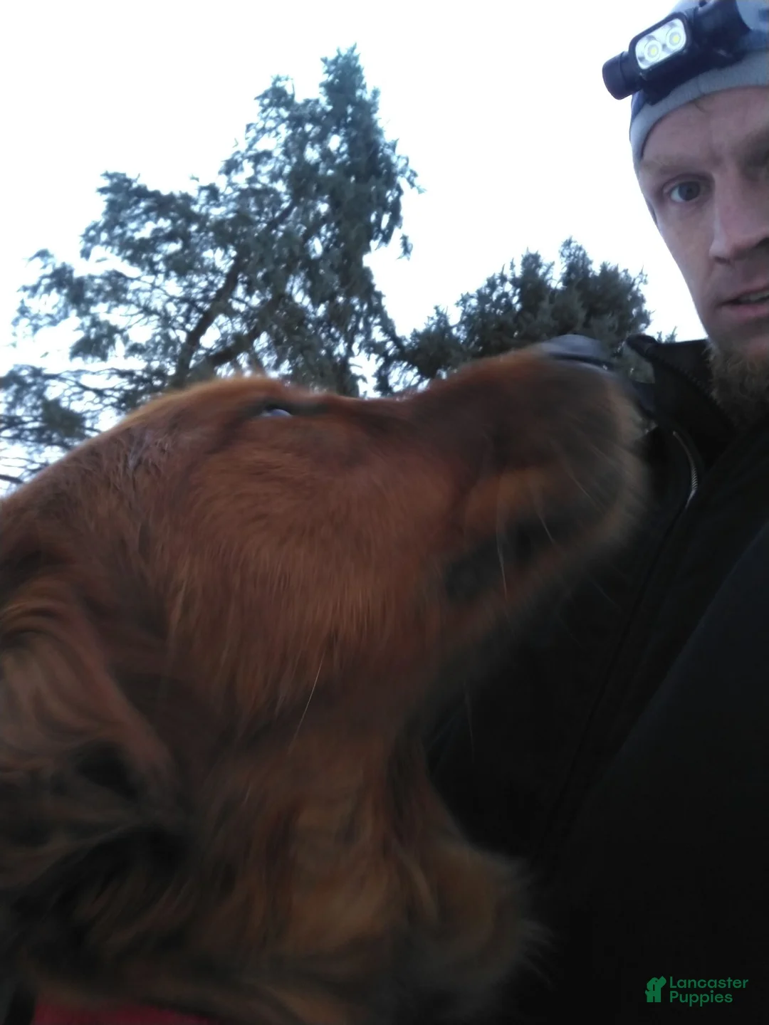 Golden Retriever dogs for sale: Finn (Yellow Collar) - Ad 5