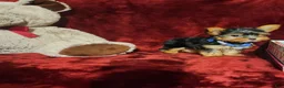 Yorkshire Terrier dogs for sale: PEANUT - Ad 9
