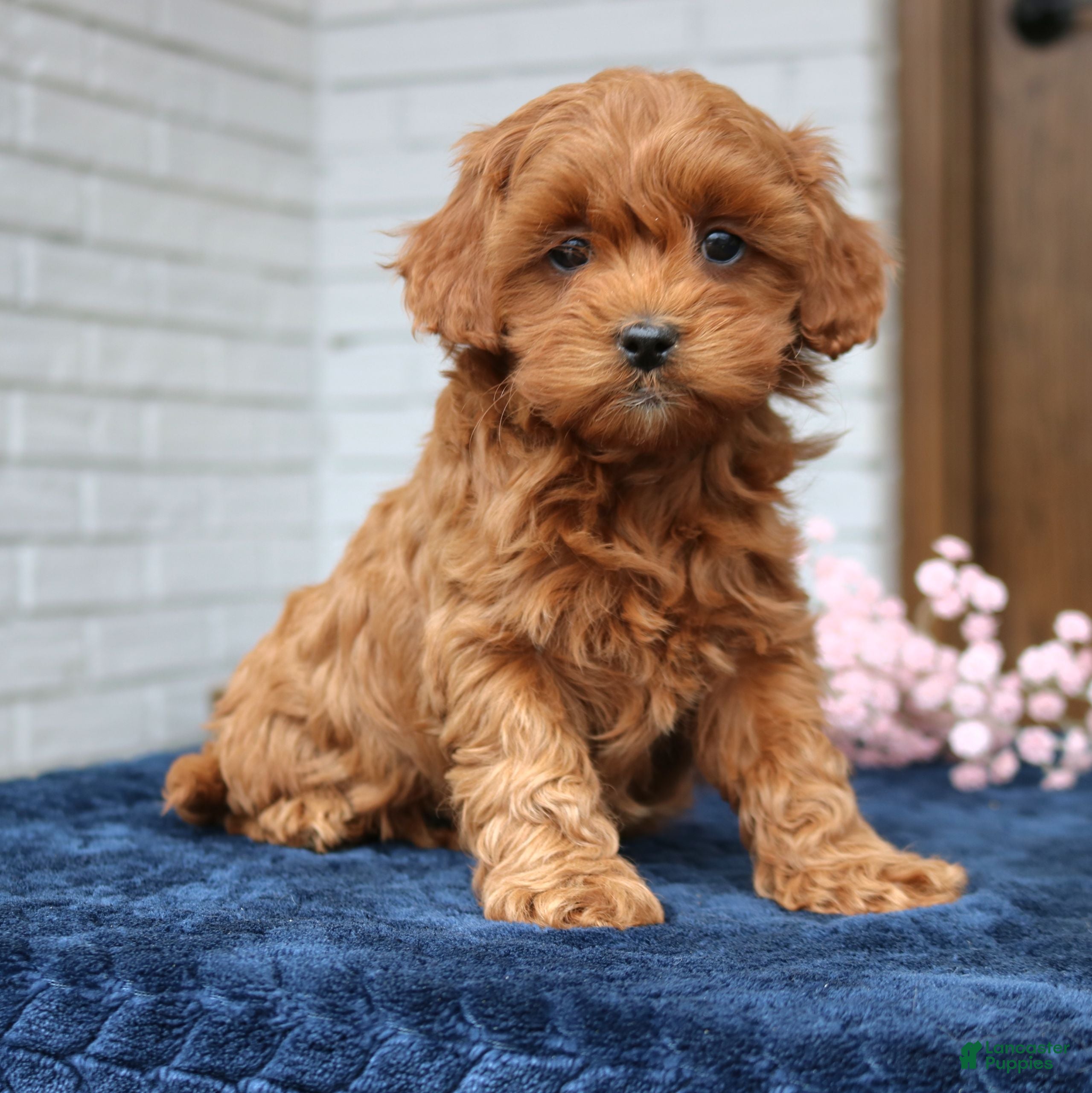 Cavapoo dogs Susie  - Ad 1