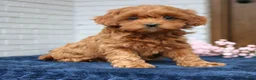 Cavapoo dogs for sale: Susie  - Ad 1
