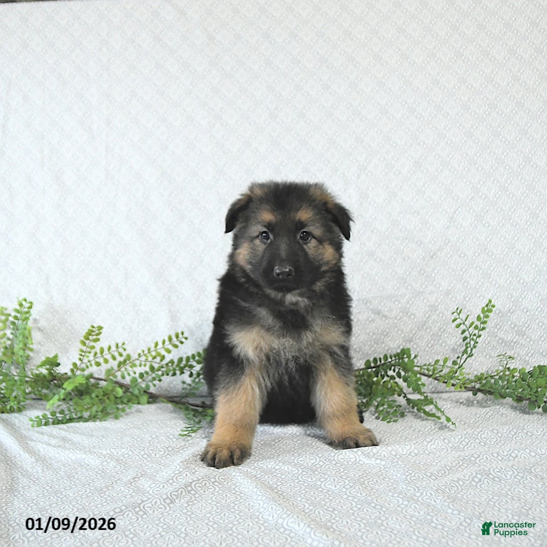 German Shepherd dogs for sale: Bruno - Ad 3