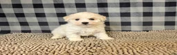 Bichon Frise dogs for sale: Len - Ad 5