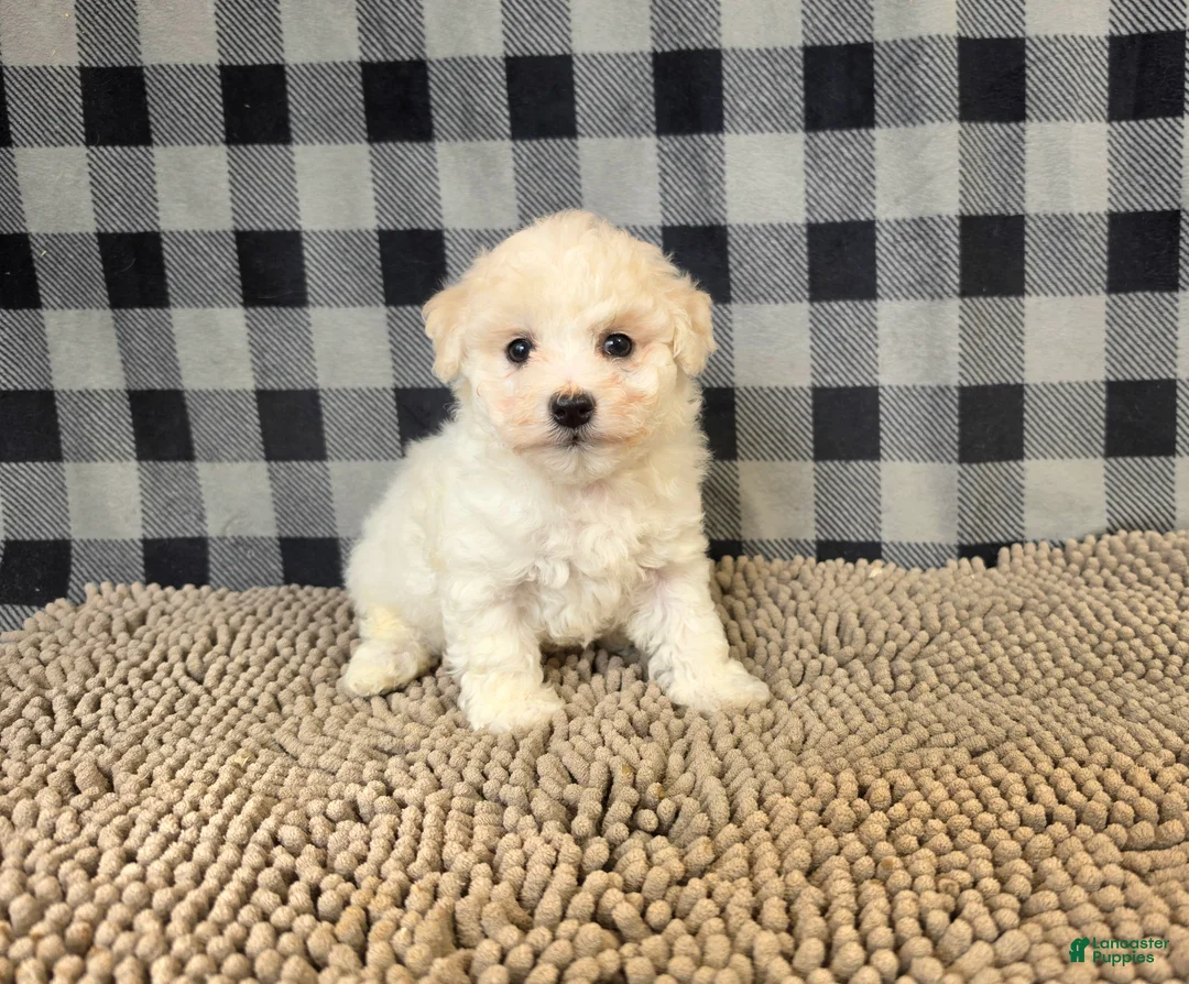 Bichon Frise dogs for sale: Len - Ad 5
