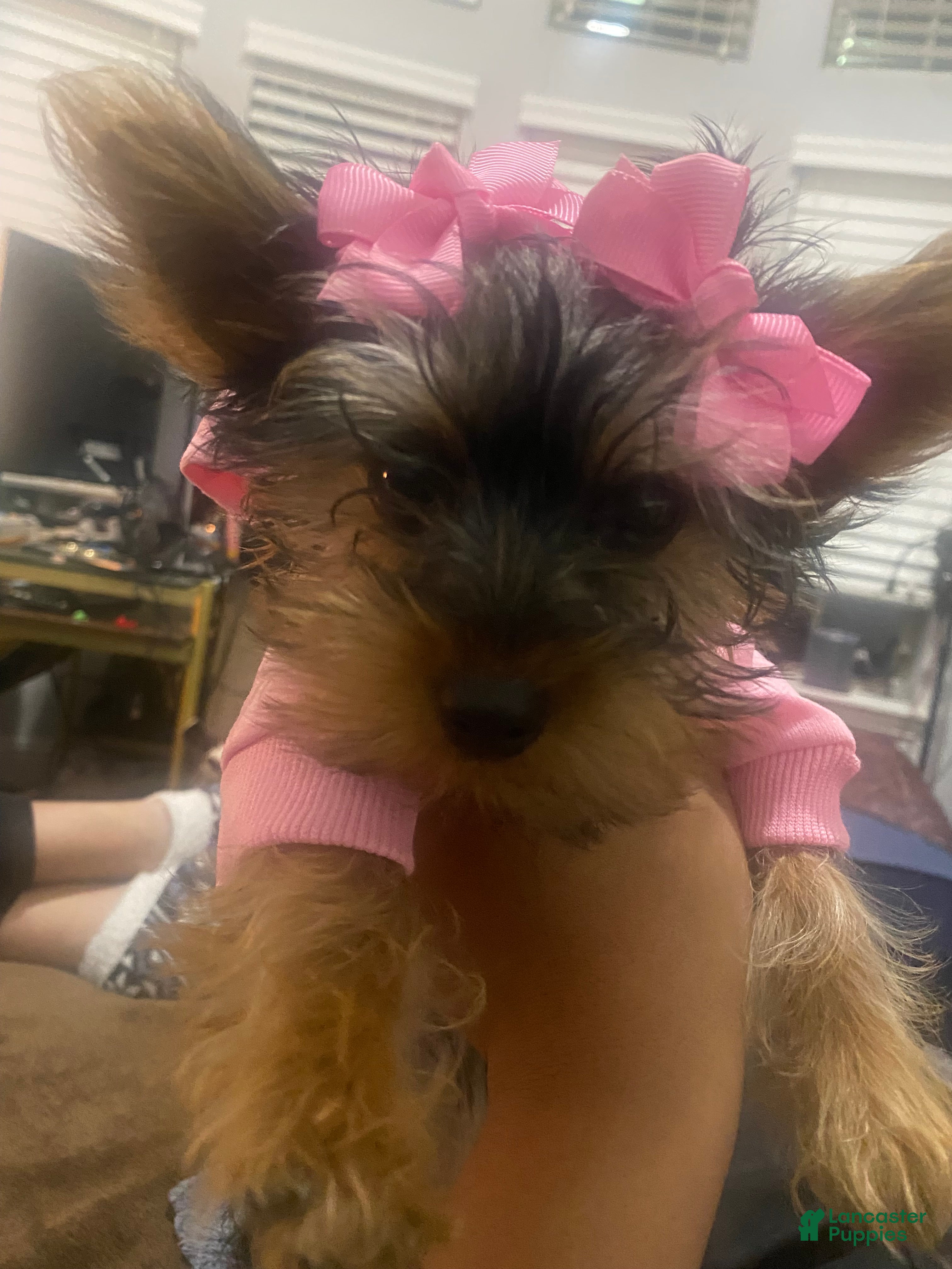 Yorkshire Terrier dogs Yorkshire Terrier Puppy 1 - Ad 11