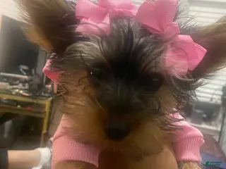 Yorkshire Terrier dogs Yorkshire Terrier Puppy 1 - Ad 11