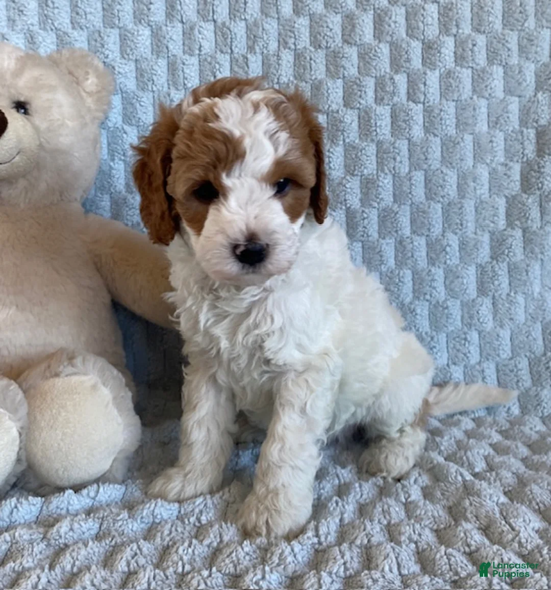 Cavapoo dogs for sale: Cheesecake - Ad 1
