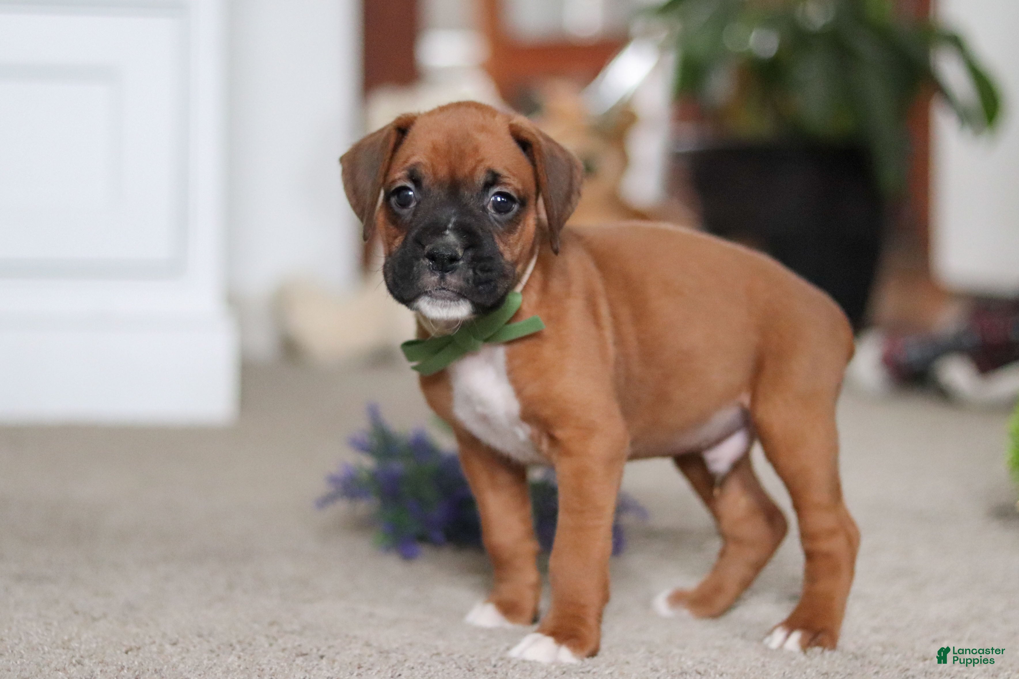 Boxer dogs Blake - Ad 17