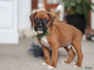 Boxer dogs Blake - Ad 40