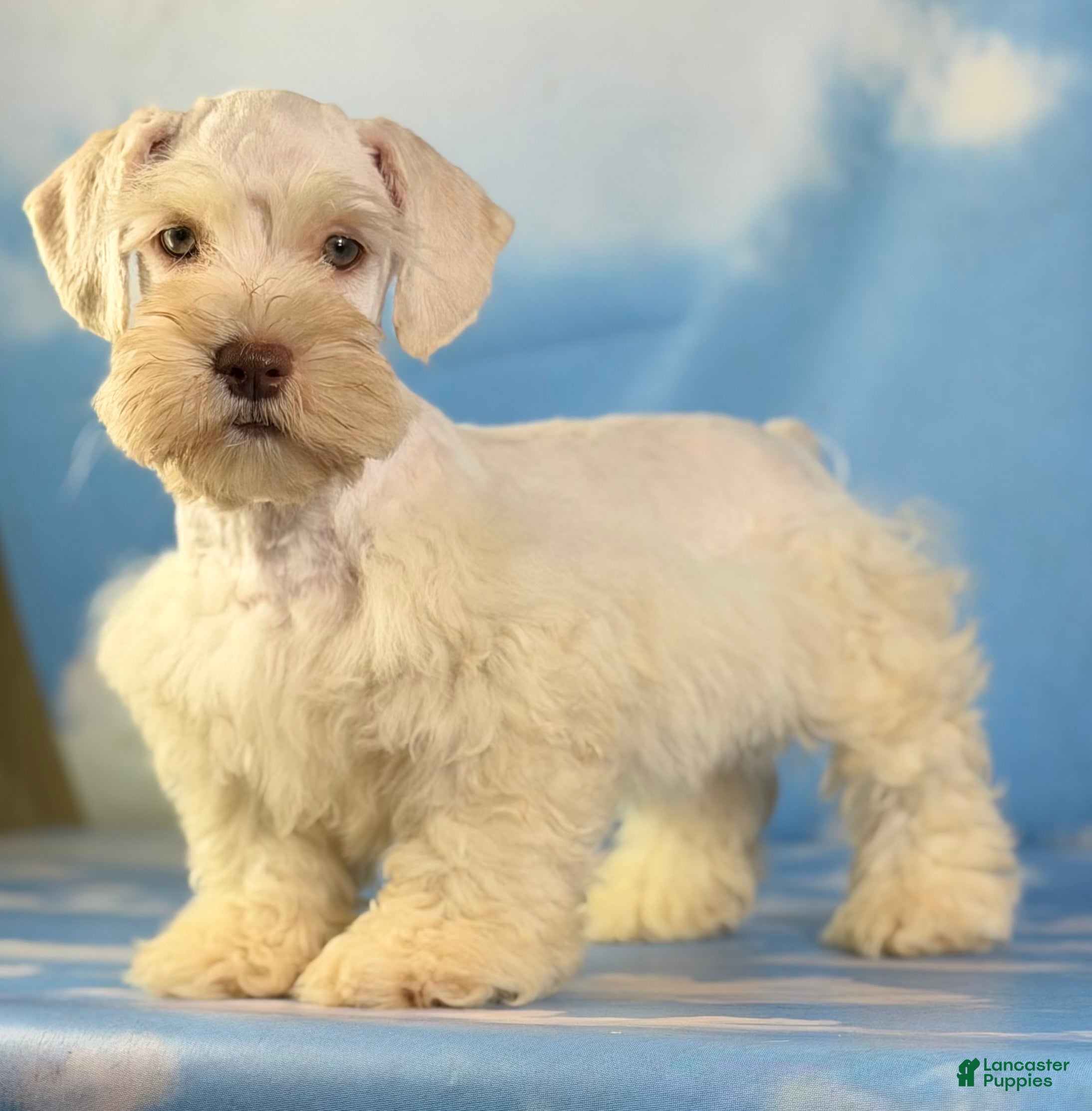 Schnoodle dogs Parker - Ad 1
