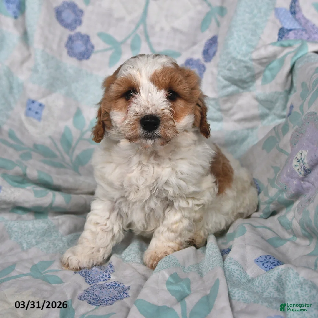 Cavapoo dogs for sale: Peanut  - Ad 1