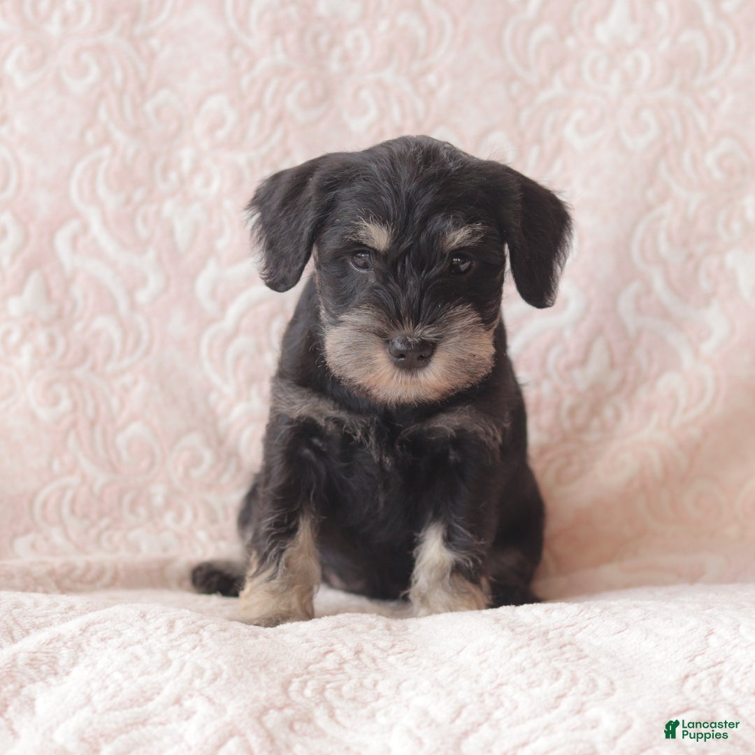 Miniature Schnauzer dogs for sale: Holly - Ad 1