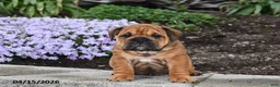 English Bulldog dogs for sale: Darcy - Ad 5