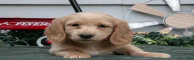 Cooper