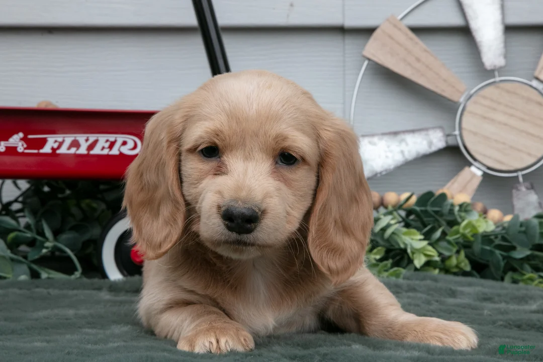 Miniature Dachshund dogs for sale: Cooper - Ad 1