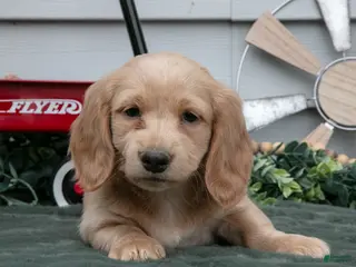 Miniature Dachshund dogs for sale: Cooper - Ad 2