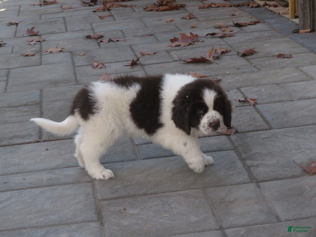 Newfoundland dogs for sale: Monty - Ad 4