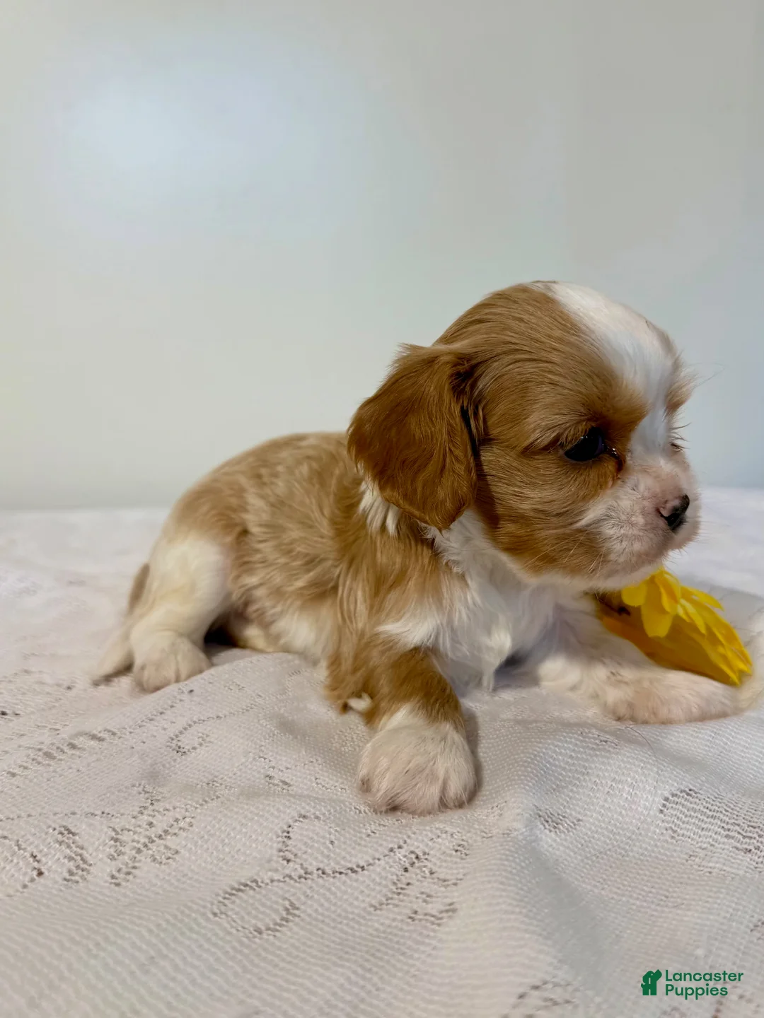 Cavalier King Charles Spaniel dogs for sale: Maverick Cavalier King Charles Spaniel  - Ad 2