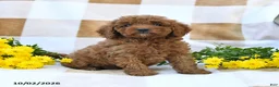 Cockapoo dogs for sale: Morgan - Ad 4