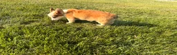 Welsh Corgi Pembroke dogs for sale: BENNY - Ad 6