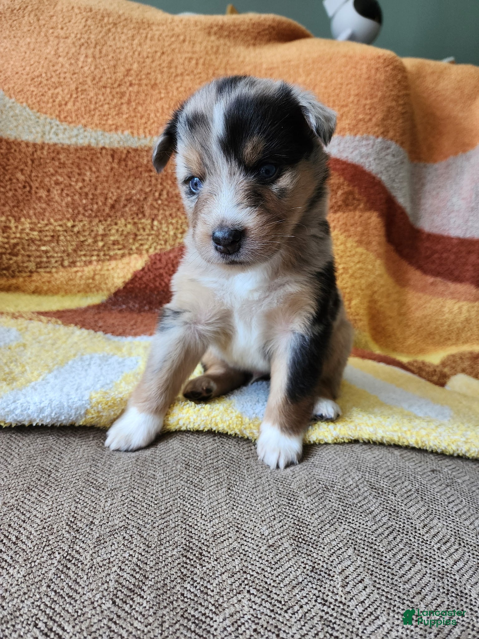 Mixed Breed dogs Maverick - Ad 6