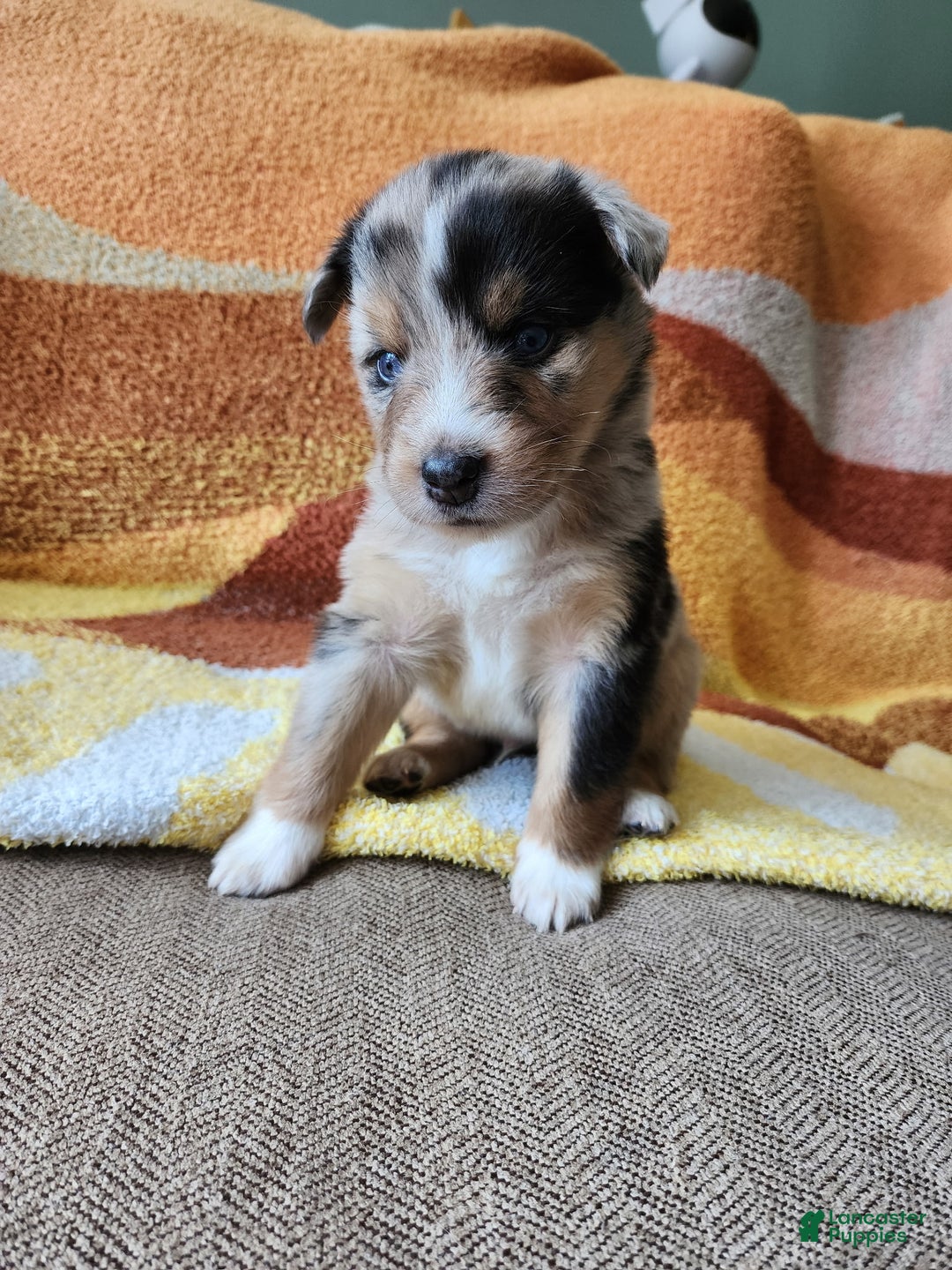 Mixed Breed dogs for sale: Maverick - Ad 1