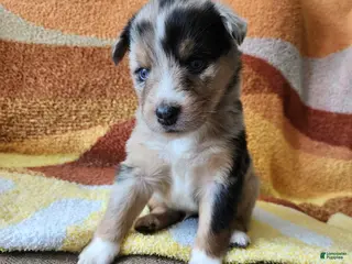 Mixed Breed dogs Maverick - Ad 17
