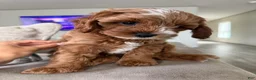 Cavapoo dogs for sale: Puppy 1 - Ad 4
