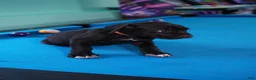 Cane Corso dogs for sale: Scarlet - Ad 4