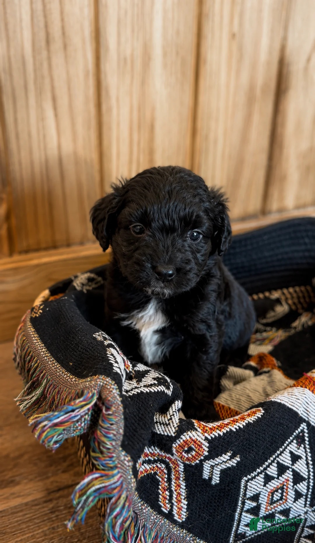 Mini Aussiedoodle dogs for sale: Mini Petite Aussiedoodle Female - Ad 1