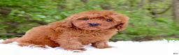 Cavapoo dogs for sale: Mr. Rusty - Ad 2