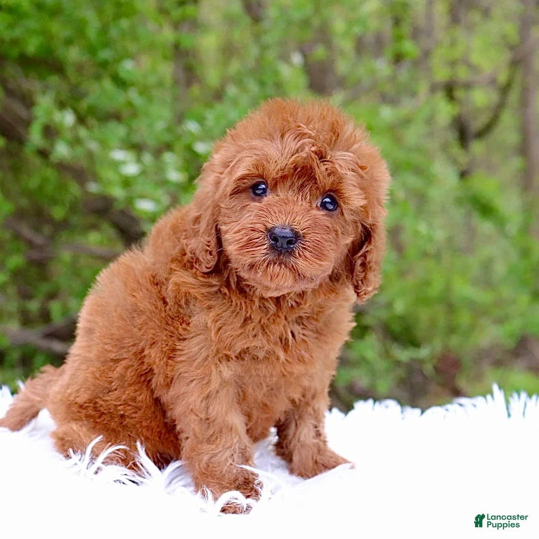 Cavapoo dogs for sale: Mr. Rusty - Ad 2