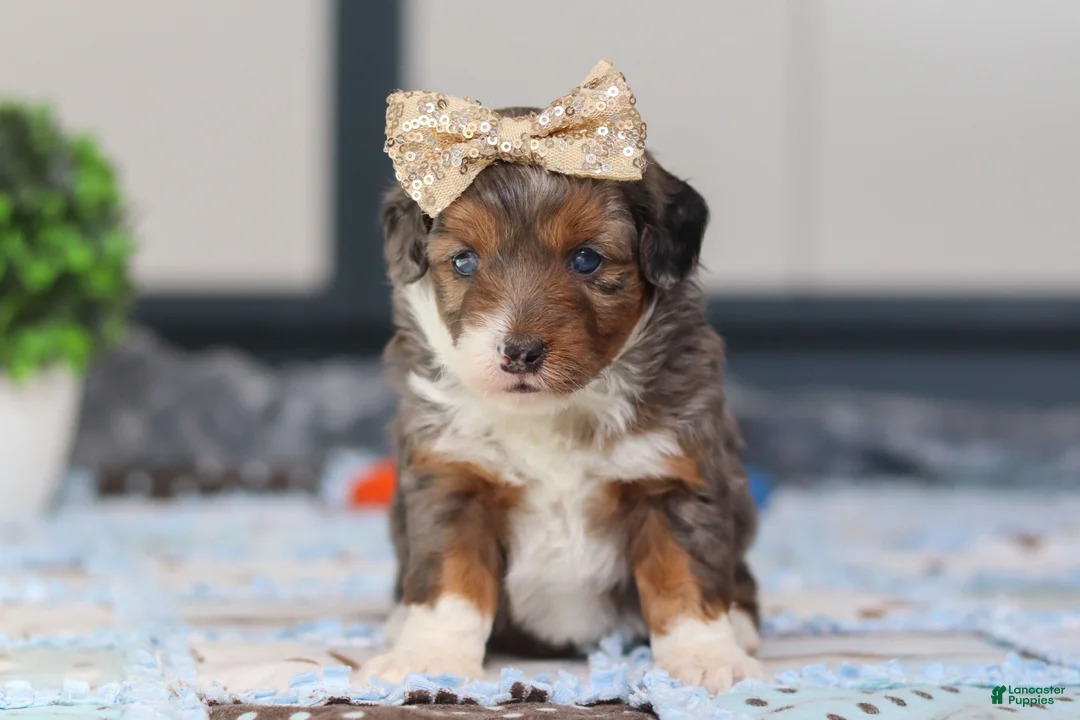 Mini Bernedoodle dogs for sale: Paige - Ad 7