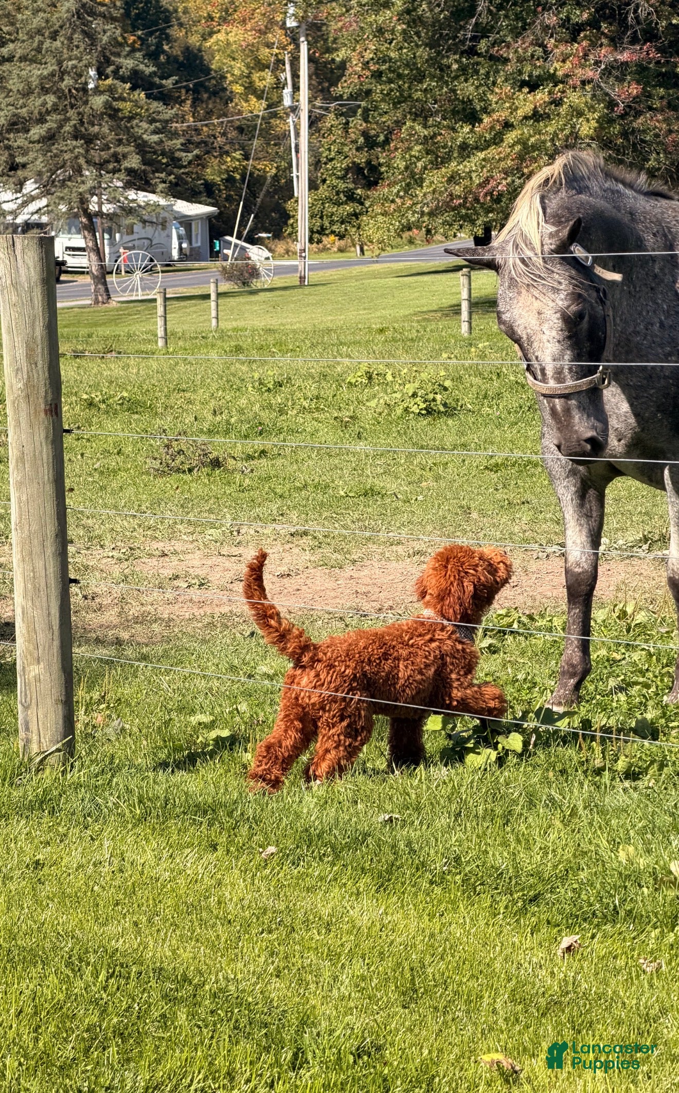 Ollie (Doodle / designer cross, Male) in Wellsville, PA