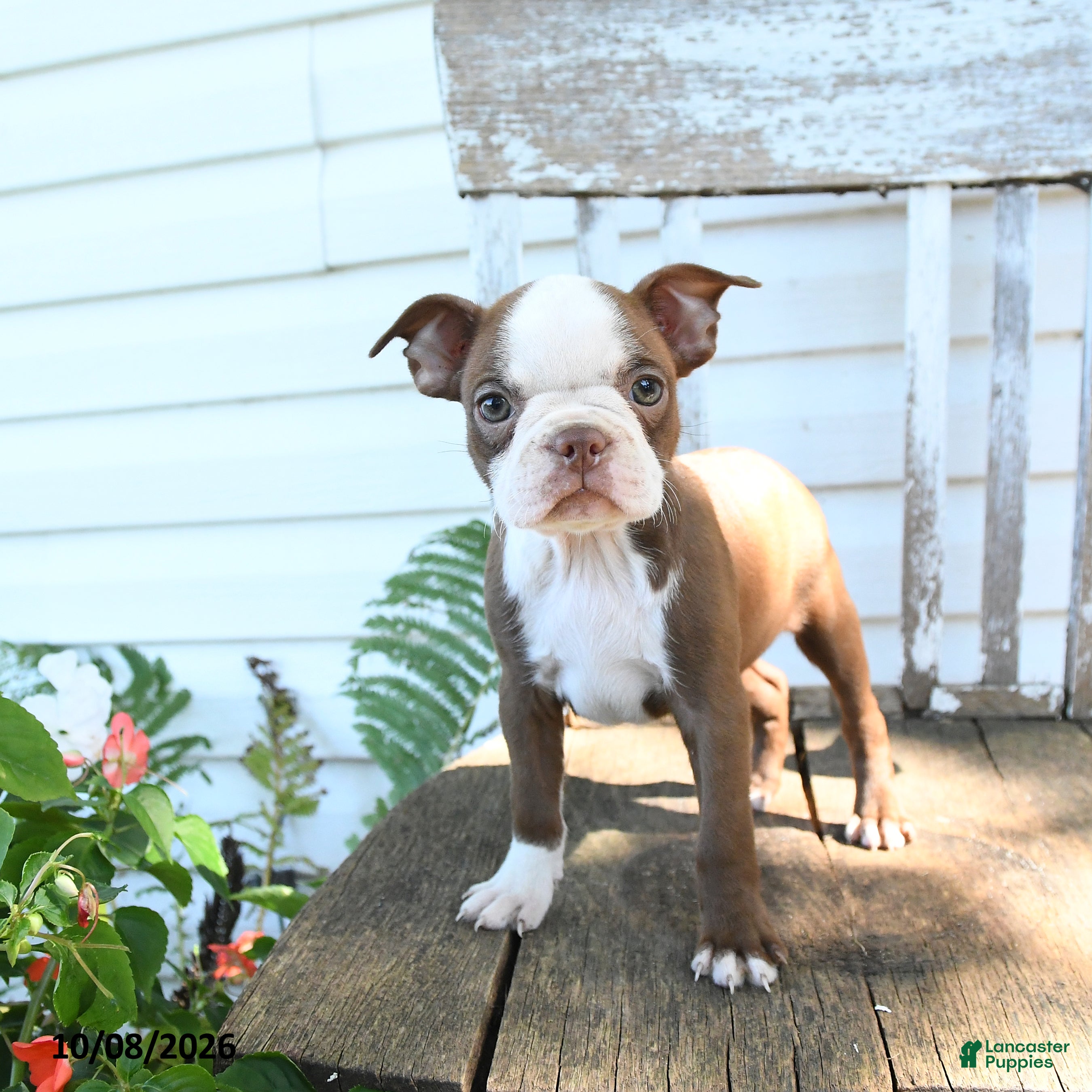 Bubbles (Boston Terrier, Female) in Economy, IN