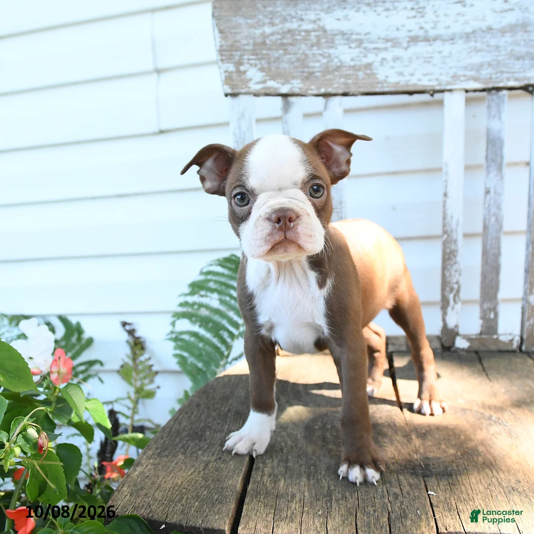 Boston Terrier dogs for sale: Bubbles - Ad 1