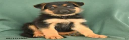 German Shepherd dogs for sale: Gus - Ad 3