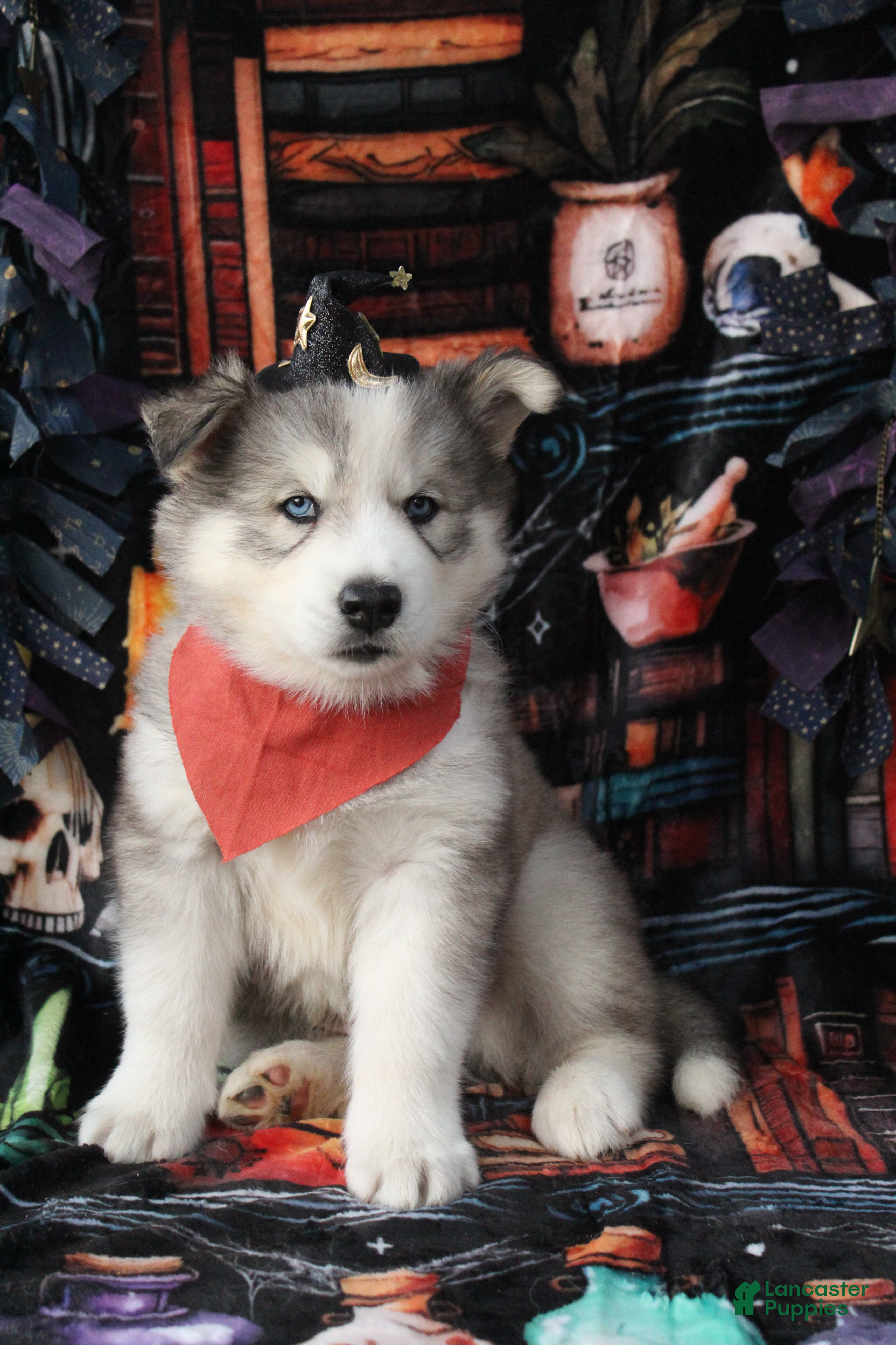 Siberian Husky dogs Orange - Ad 36