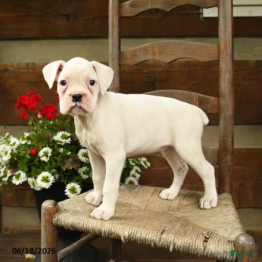 Boxer dogs Beverly - Ad 1