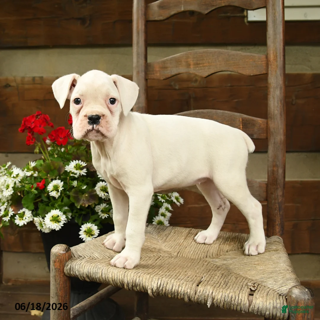 Boxer dogs for sale: Beverly - Ad 1