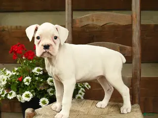 Boxer dogs for sale: Beverly - Ad 4
